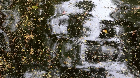Various fallen leaves floating on rippled water Video stock 133394944
