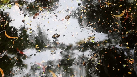 Various fallen leaves floating on rippled water Stock Footage 133395119
