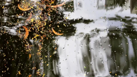 Various fallen leaves floating on rippled water Video stock 133395372