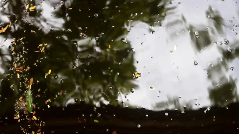 Various fallen leaves floating on rippled water Stock Footage 133395857