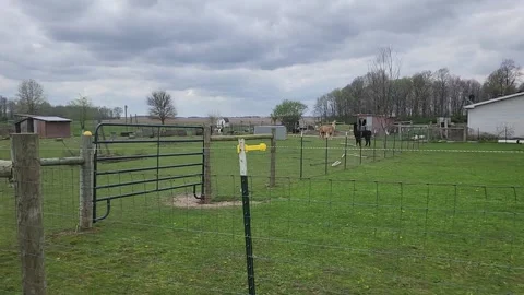 Various Farm Animals Outside in Grass Stock Footage 189010684