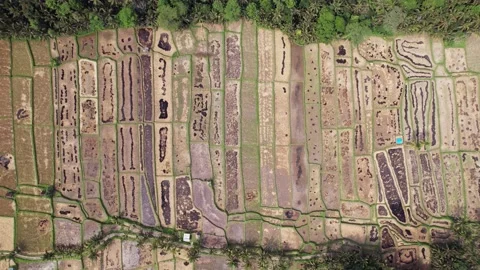 Various figures in black, burned rice straw remains on harvested fields Stock Footage 201229373