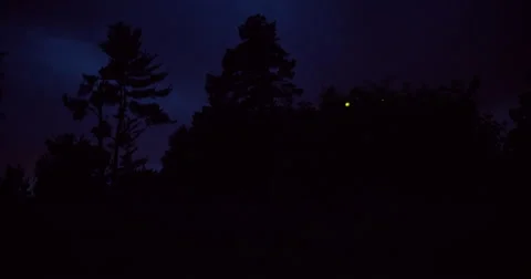 Various fireflies flashing near trees at night. Stock Footage