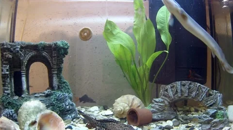 Various fish and paniculatus, sticked food tablet 库存影片 64601494
