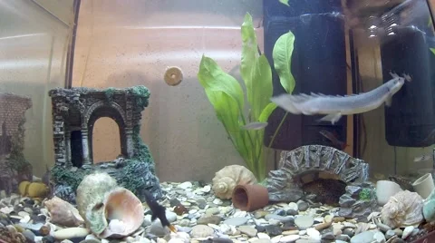 Various fish and paniculatus, stuck food tablet 库存影片 64601524