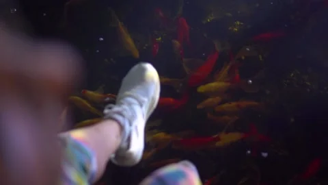 Various fish playing in the crevice of artificial aquatic plants Video stock 144428542