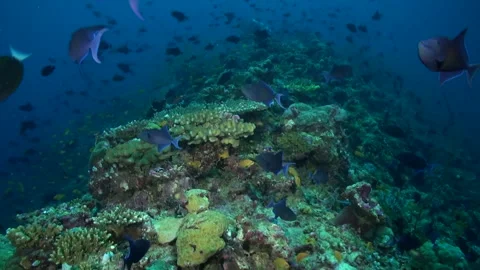 Various fish species creates vibrant and bright atmosphere in underwater ocean. Stock Footage 246729047