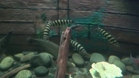 Various fish with stripes like zebra and circles on its body in the aquarium of 스톡 동영상 158269478