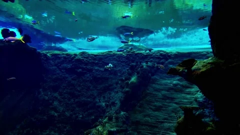 Various fish swim in the dark blue water. Stock Footage 149294101