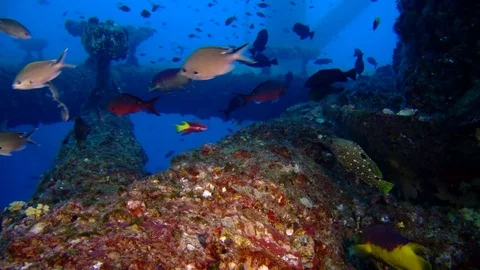 Various fish swim under oil and gas platform rig Stock Footage 71891153