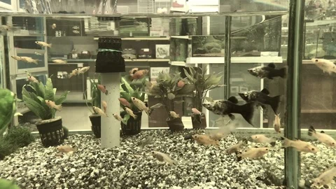Various fish swimming in the aquarium Stock Footage 103178985