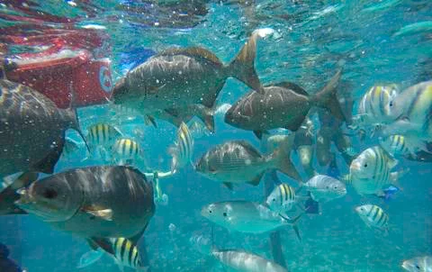 Various fish in the water Foto stock