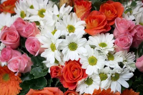 Various flower Stock Photos