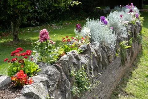 Various flowers growing in a wall in Thurlestone Devon Stock Photos