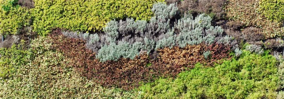 Various foliage background Stock Photos