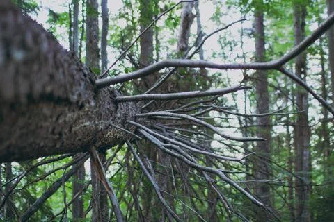 Various forest and mountain plants Stock Photos