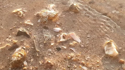 Various forms of banks and water ripples on the banks of rivers Stockbeeldmateriaal 337551771