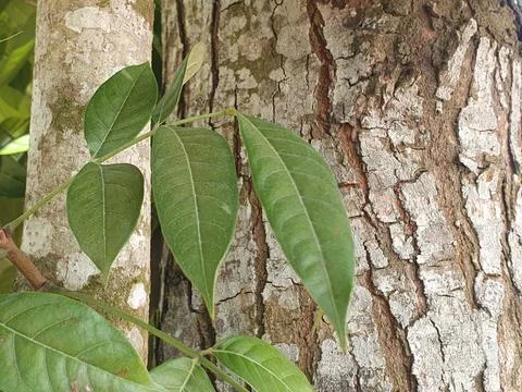 Various forms of bark texture in the village Stock Photos