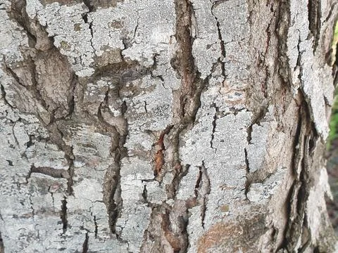 Various forms of bark texture in the village Stock Photos
