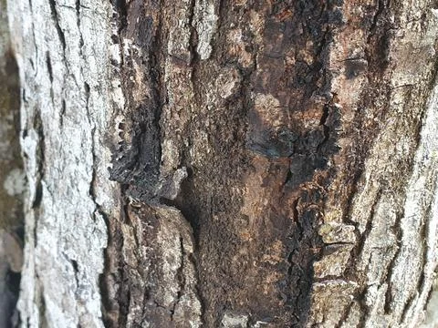 Various forms of bark texture in the village Stock Photos
