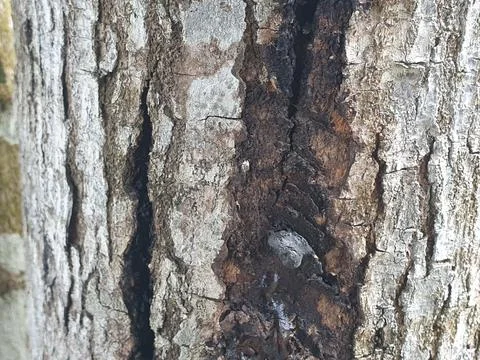 Various forms of bark texture in the village Stock Photos