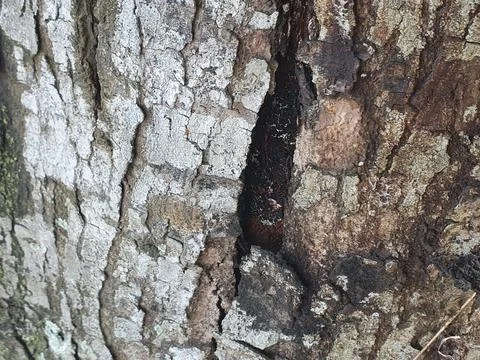 Various forms of bark texture in the village Stock Photos