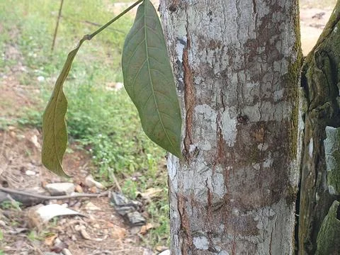 Various forms of bark texture in the village Stock Photos