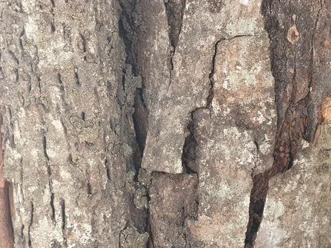 Various forms of bark texture in the village Stock Photos