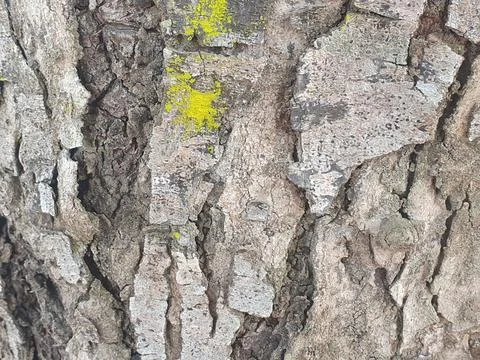 Various forms of bark texture in the village Stock Photos