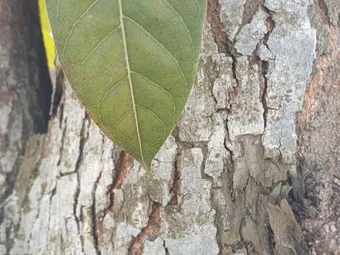 Various forms of bark texture in the village Stock Photos