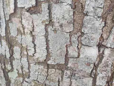 Various forms of bark texture in the village Stock Photos