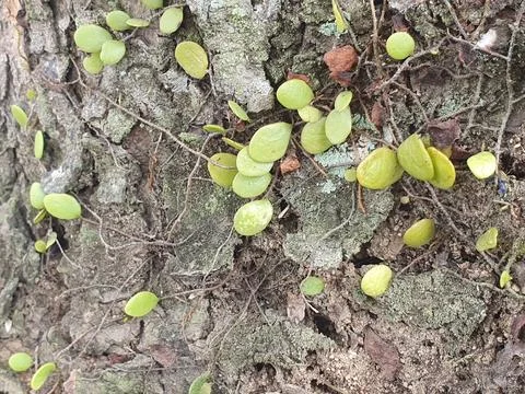 Various forms of bark texture in the village Stock Photos