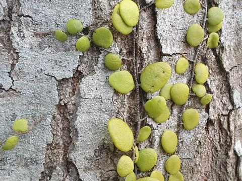 Various forms of bark texture in the village Stock Photos