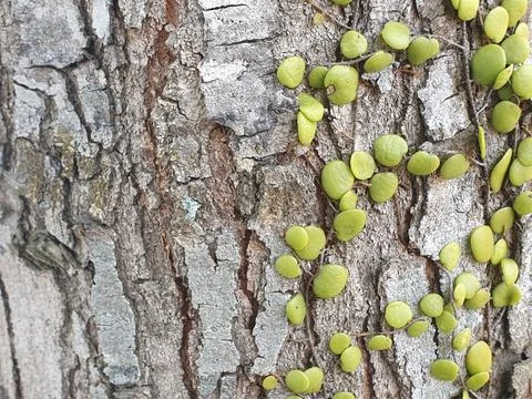 Various forms of bark texture in the village Stock Photos