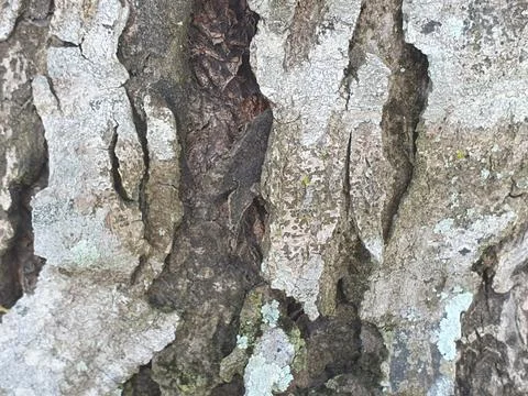 Various forms of bark texture in the village Stock Photos