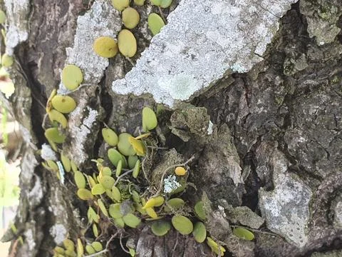 Various forms of bark texture in the village Stock Photos