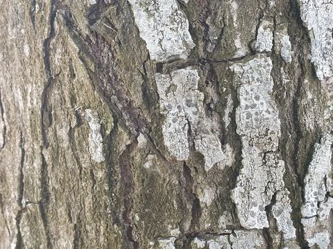 Various forms of bark texture in the village Stock Photos