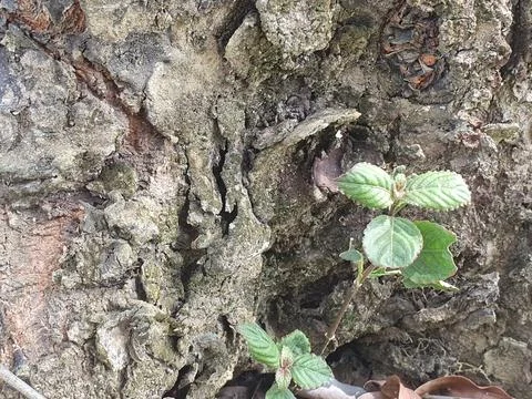 Various forms of bark texture in the village Stock Photos