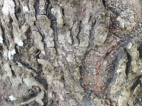 Various forms of bark texture in the village Stock Photos