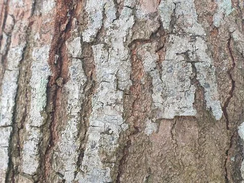 Various forms of bark texture in the village Stock Photos