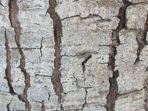 Various forms of bark texture in the village Stock Photos