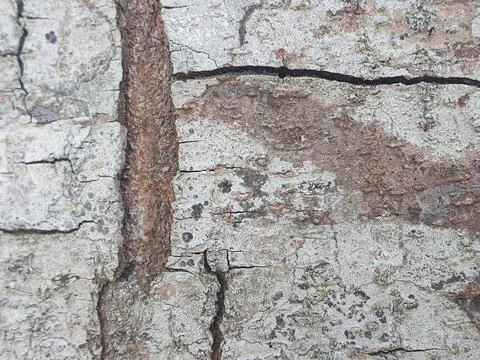 Various forms of bark texture in the village Stock Photos