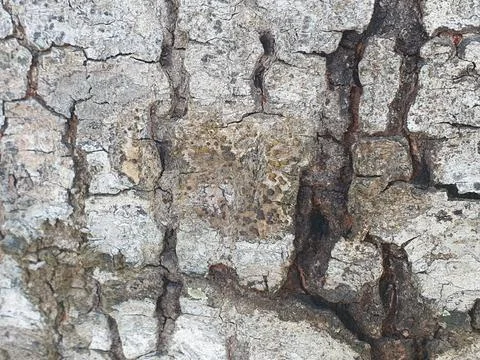 Various forms of bark texture in the village Stock Photos