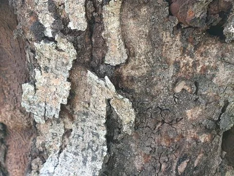 Various forms of bark texture in the village Stock Photos