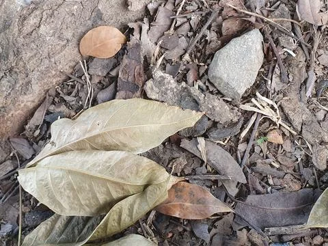 Various forms of dry leaves on the ground Stock Photos