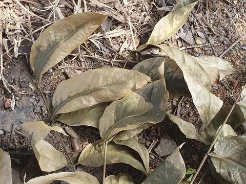 Various forms of dry leaves on the ground Stock Photos
