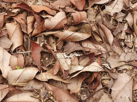 Various forms of dry leaves in nature in Indonesia Stock Photos