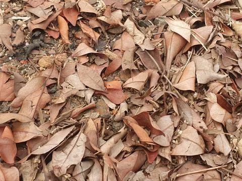 Various forms of dry leaves in nature in Indonesia Stock Photos