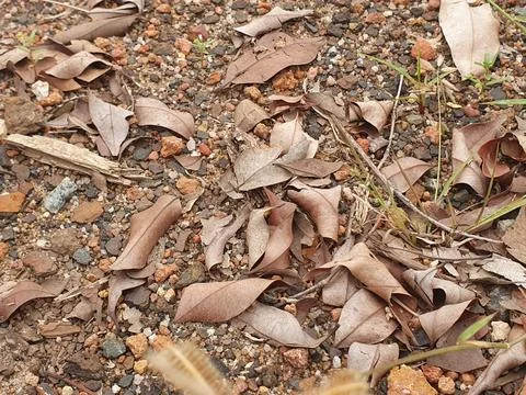 Various forms of dry leaves in nature in Indonesia Stock Photos