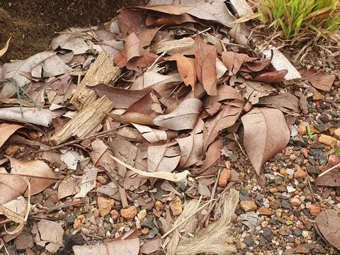 Various forms of dry leaves in nature in Indonesia Stock Photos